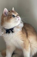 إعلان عن ذكر بريتش مسجل عمره سنه