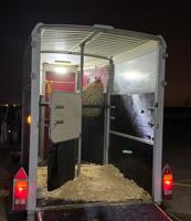 إعلان عن نقل خيل بأسعار مناسبه 👌🏻 .