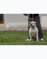 إعلان عن XL Bullies