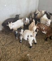 إعلان عن الماعز القزم اسعار تنافسيه🔥🔥🔥🔥