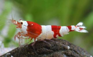 إعلان عن كاريدينا شريمب - Caridina Shrimp