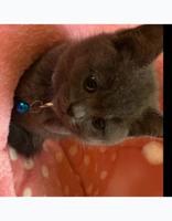 إعلان عن صباح الأحمد