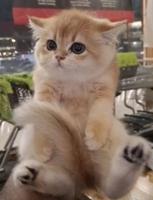 إعلان عن للبيع قطاوة نوع بريتش العمر شهرين صحتهم زينه سعر الوحده 50 دينار