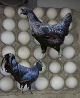 إعلان عن للبيع بيض دجاج اندونيسي ايام سيماني دم صافي