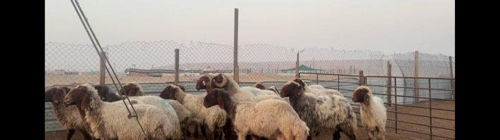 إعلان عن غنم نعيم