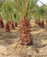 إعلان عن للبيع وشنطونيا