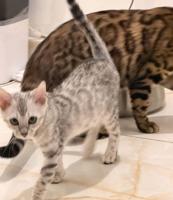 إعلان عن للبيع قطط بنغال