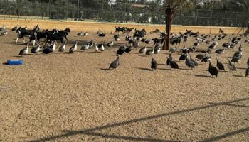 إعلان عن دجاج خيبر