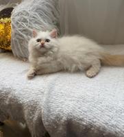 إعلان عن ice and blacky the cats very playful and kind