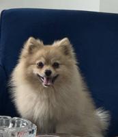 إعلان عن للبيع كلب Pomeranian