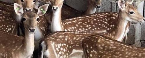 إعلان عن للبيع غزلان فلودير