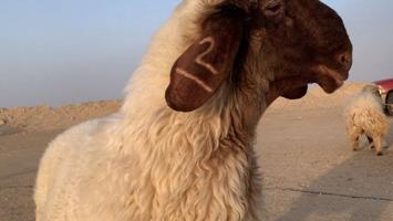 إعلان عن السالمي طريق الارتال