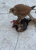 إعلان عن للبيع طير مدرب شرط الصحه