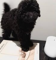 إعلان عن Poodle 2 months old