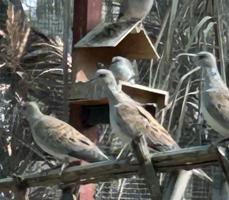 إعلان عن للبيع حمام بر( قمري) انتاج الكويت عدد 10 ازواج جملة
