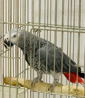 إعلان عن للبيع كاسكو منتج