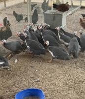 إعلان عن للبيع دجاج دندراوي واندونيسي وخيبر ورومي