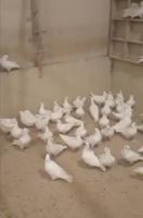 إعلان عن للبيع حمام لاحم فرنسي ابيض وبرق سلاله طيبه واحجام طيبه طبات كبار فيهم