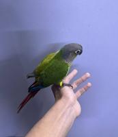 إعلان عن للبيع زوج كنيور شرط ربوه