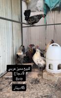 إعلان عن للبيع دجاج عربي مميز من حلالي
