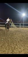 إعلان عن دورات ركوب الخيل