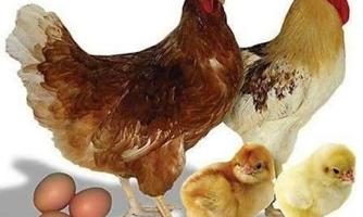 إعلان عن للبيع فروخ لوغبار الانجليزي  و فروخ لوهمان ألماني