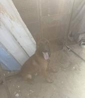 إعلان عن مالينو ذكر