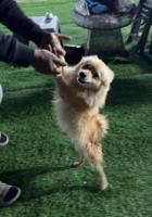 إعلان عن جلب بومارينيان