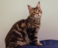 إعلان عن MaineCoon Cats