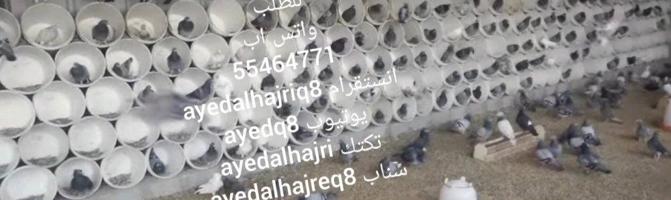 إعلان عن سطول تفريخ للحمام وللدجاج