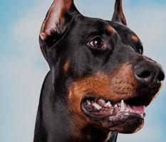 إعلان عن دوبر مان