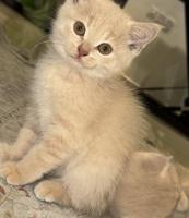 إعلان عن كتن سكوتش فولد