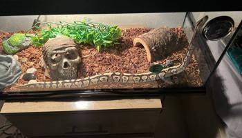 إعلان عن Pall python / بول بايثون