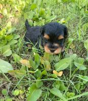 إعلان عن للبيع كلاب صغار العمر تقريبن شهر و نص صحتهم زينه