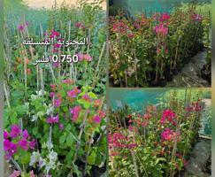 إعلان عن عروض مشتل أبوخالد الوفرة