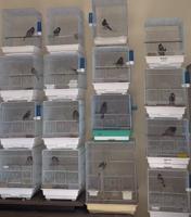 إعلان عن دفعه بلابل عراقيه