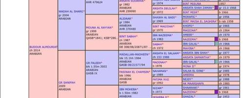 إعلان عن فرس صقلاويه تحتها مهره