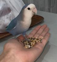 إعلان عن لوف بيرد ربوة