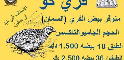 إعلان عن للبيع بيض فري للأكل جامبو التاكسس صحي أكل الكناري وطيور المغرده