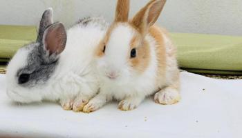 إعلان عن للبيع ارانب فرنسية صغار 🐰