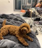 إعلان عن للبيع بودل نثية لعووبة ومتعلمه على البادز ومعاها دفتر تطعيمات