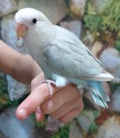 إعلان عن للبيع كروان نهاية عس ب٣٠ ولوف بيرد نهاية عس ب٢٥