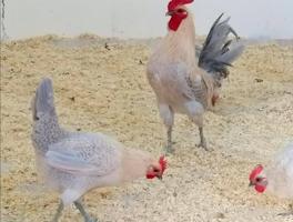 إعلان عن مطلوب فيومي فولد  و دندراوي قمحي