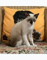 إعلان عن Mix ragdoll for adoption قطوة راغدول للتبني