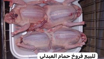 إعلان عن للبيع فروخ حمام العبدلي