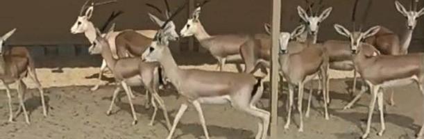 إعلان عن غزلان الريم