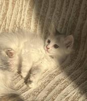 إعلان عن قطط شيرازية للتبني