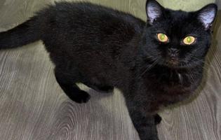 إعلان عن قطط للتبني