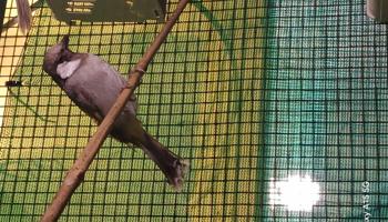 إعلان عن للبيع نثيه بيج العمر ٨ شهور منته جاهزه للإنتاج