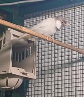 إعلان عن للبيع فحل سكري منتج